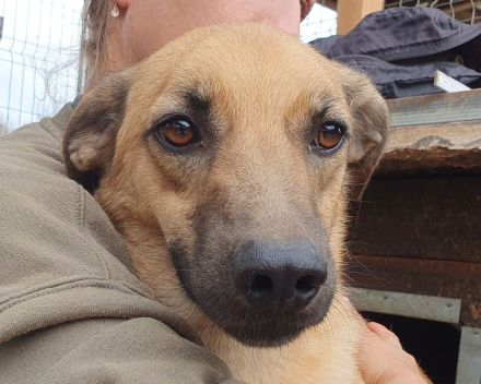 Miro, liebenswerter 2-jähriger Rüde, der Menschen sucht, den er vertrauen kann, 57 cm