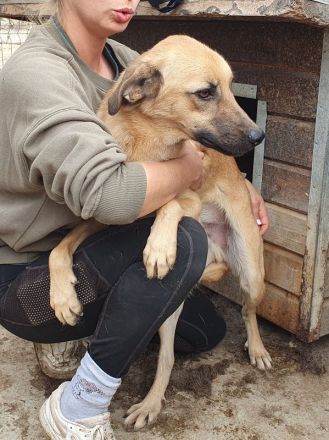 Miro, liebenswerter 2-jähriger Rüde, der Menschen sucht, den er vertrauen kann, 57 cm