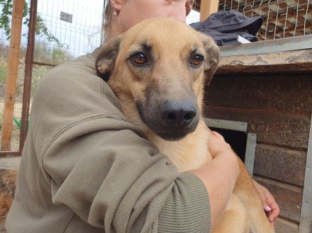 Miro, liebenswerter 2-jähriger Rüde, der Menschen sucht, den er vertrauen kann, 57 cm