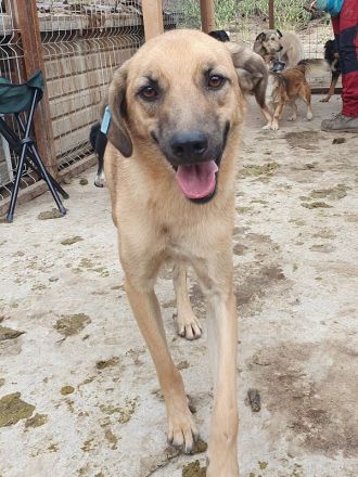 Miro, liebenswerter 2-jähriger Rüde, der Menschen sucht, den er vertrauen kann, 57 cm