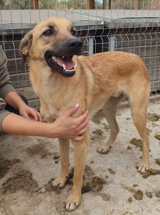 Miro, liebenswerter 2-jähriger Rüde, der Menschen sucht, den er vertrauen kann, 57 cm