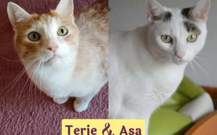 Terje und Asa suchen ein gemeinsames zu Hause