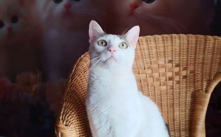 Terje und Asa suchen ein gemeinsames zu Hause