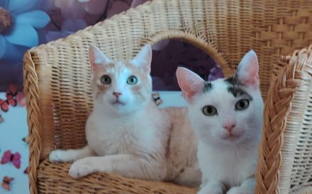 Terje und Asa suchen ein gemeinsames zu Hause