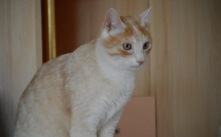 Terje und Asa suchen ein gemeinsames zu Hause