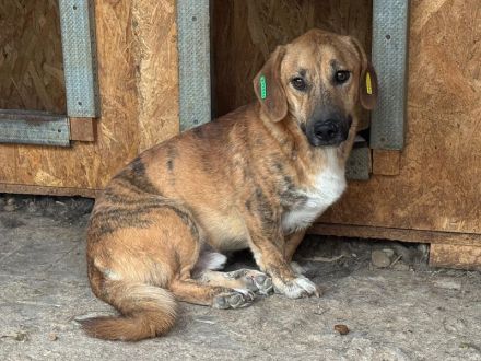 Piet, sensibler, kleiner, ruhiger Hund braucht ein geduldiges und ruhiges Umfeld, 3 J, 33 cm