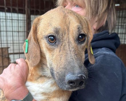 Piet, sensibler, kleiner, ruhiger Hund braucht ein geduldiges und ruhiges Umfeld, 3 J, 33 cm