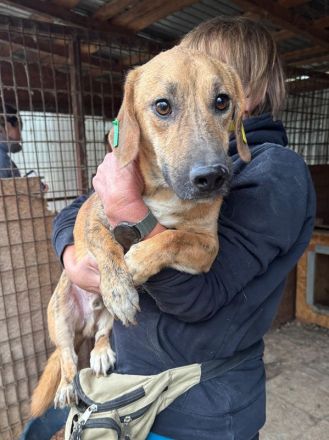 Piet, sensibler, kleiner, ruhiger Hund braucht ein geduldiges und ruhiges Umfeld, 3 J, 33 cm