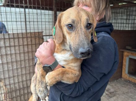 Piet, sensibler, kleiner, ruhiger Hund braucht ein geduldiges und ruhiges Umfeld, 3 J, 33 cm