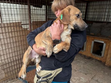Piet, sensibler, kleiner, ruhiger Hund braucht ein geduldiges und ruhiges Umfeld, 3 J, 33 cm