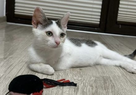 Lebensfroh, verschmust und bereit für Abenteuer Naru möchte bei Ihnen einziehen!