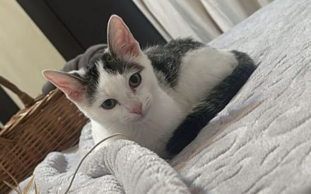 Lebensfroh, verschmust und bereit für Abenteuer Naru möchte bei Ihnen einziehen!