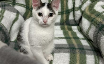 Lebensfroh, verschmust und bereit für Abenteuer Naru möchte bei Ihnen einziehen!