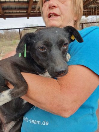 Senna, unsichere, liebe Hündin, der ein souveräner Ersthund sehr helfen würde, 2 J, 36 cm