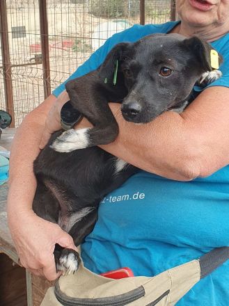 Senna, unsichere, liebe Hündin, der ein souveräner Ersthund sehr helfen würde, 2 J, 36 cm