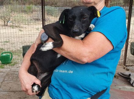 Senna, unsichere, liebe Hündin, der ein souveräner Ersthund sehr helfen würde, 2 J, 36 cm