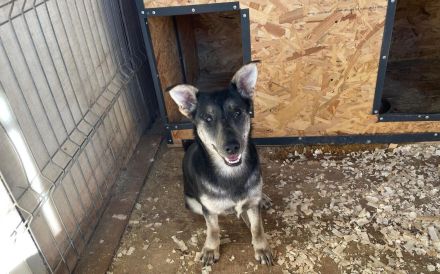 Liebenswürdige Rosabella sucht Zuhause