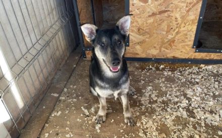 Liebenswürdige Rosabella sucht Zuhause