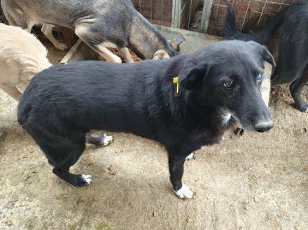 Trixie, wer hat ein Herz für eine ältere, sehr liebenswerte Hundedame? 7 J, 51 cm