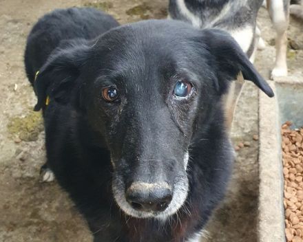 Trixie, wer hat ein Herz für eine ältere, sehr liebenswerte Hundedame? 7 J, 51 cm