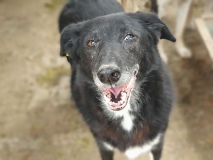 Trixie, wer hat ein Herz für eine ältere, sehr liebenswerte Hundedame? 7 J, 51 cm