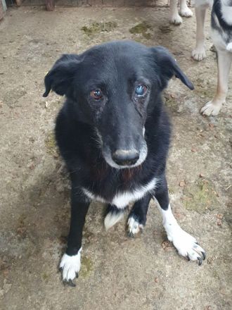 Trixie, wer hat ein Herz für eine ältere, sehr liebenswerte Hundedame? 7 J, 51 cm