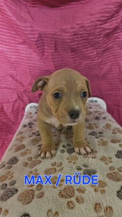 American Bully Pocket Welpen
