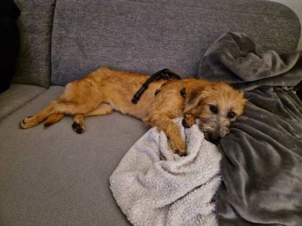 Pia 3 (Weiblicher Terrier-Mischling)