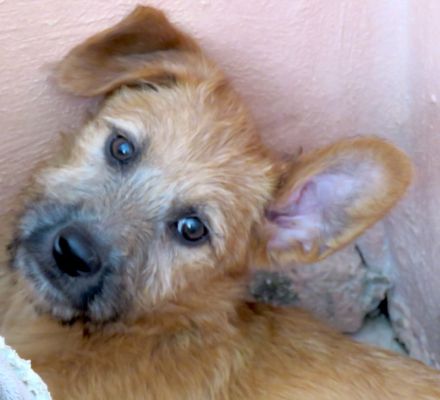 Pia 3 (Weiblicher Terrier-Mischling)