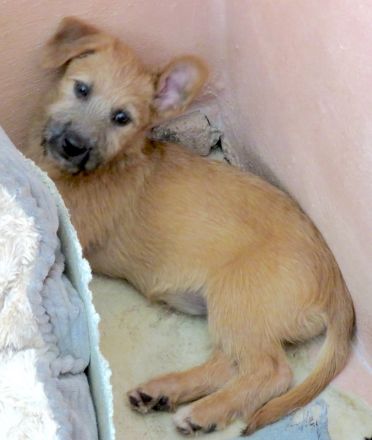 Pia 3 (Weiblicher Terrier-Mischling)