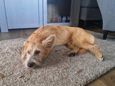 Pia 3 (Weiblicher Terrier-Mischling)