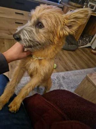 Pia 3 (Weiblicher Terrier-Mischling)