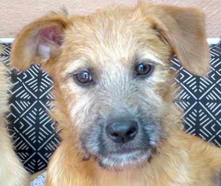 Pia 3 (Weiblicher Terrier-Mischling)