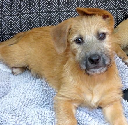 Pia 3 (Weiblicher Terrier-Mischling)