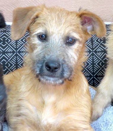 Pia 3 (Weiblicher Terrier-Mischling)