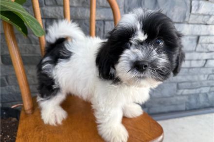 🥨 Bezaubernde Havaness 🥨