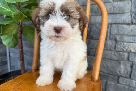 🥨 Bezaubernde Havaness 🥨