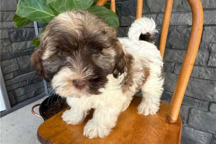 🥨 Bezaubernde Havaness 🥨