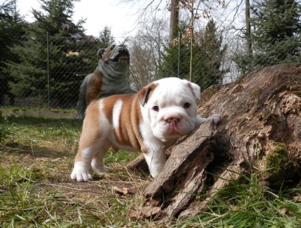 Englische Bulldogge Deckrüde