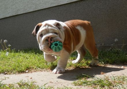 Englische Bulldogge Deckrüde