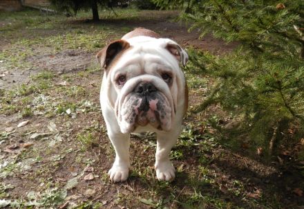 Englische Bulldogge Deckrüde
