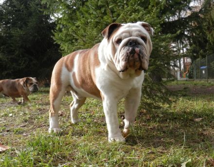 Englische Bulldogge Deckrüde