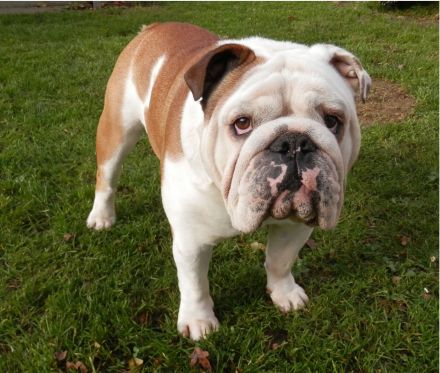 Englische Bulldogge Deckrüde