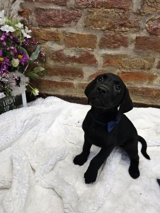 Wunderschöne Labrador Welpen männlich und weiblich