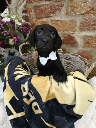 Wunderschöne Labrador Welpen männlich und weiblich