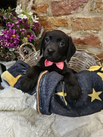 Wunderschöne Labrador Welpen männlich und weiblich