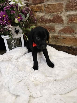 Wunderschöne Labrador Welpen männlich und weiblich