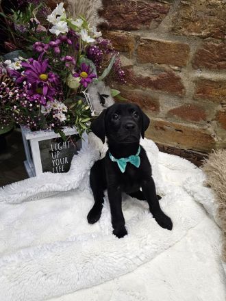 Wunderschöne Labrador Welpen männlich und weiblich