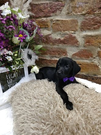 Wunderschöne Labrador Welpen männlich und weiblich