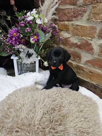 Wunderschöne Labrador Welpen männlich und weiblich